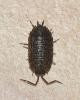 Porcellio monticola